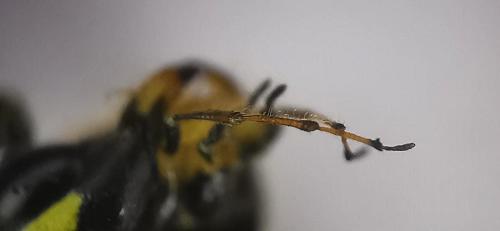 Banchus crefeldensis